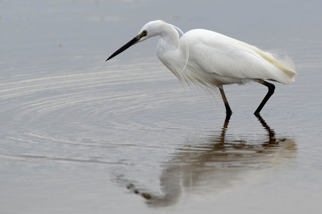 Aigrette garzette / Little Egret